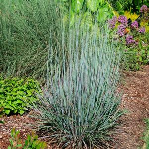 Schizachyrium scoparium Standing Ovation