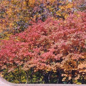 Amelanchier lamarckii 