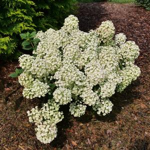 Hydrangea paniculata Tiny Quick Fire&reg;
