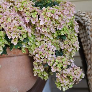 Hydrangea Fairytrail Fresco&reg;