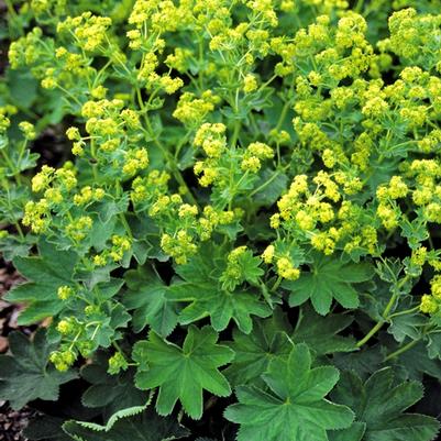 Alchemilla sericata Gold Strike