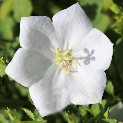 Campanula carpatica Pearl White