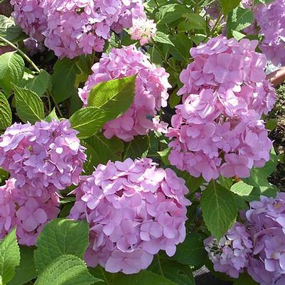 Hydrangea macrophylla Early Sensation