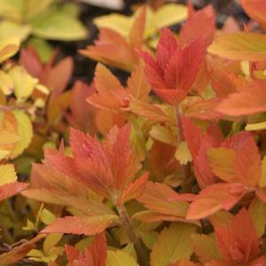Spiraea Double Play Big Bang&reg;