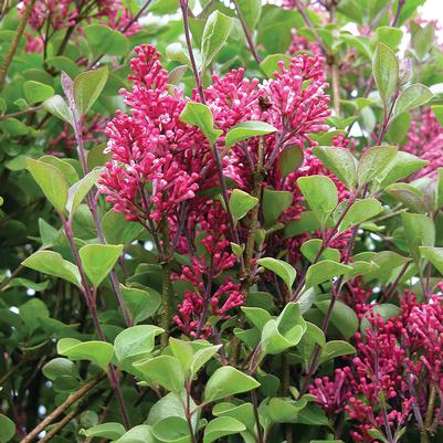 Syringa Bailbelle Tinkerbelle