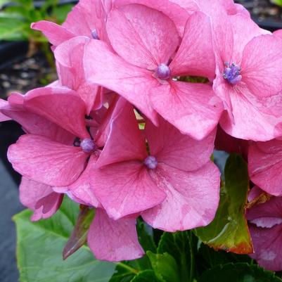 Hydrangea macrophylla Masja