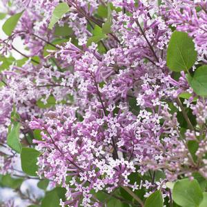 Syringa meyeri Flowerfesta&reg; Purple
