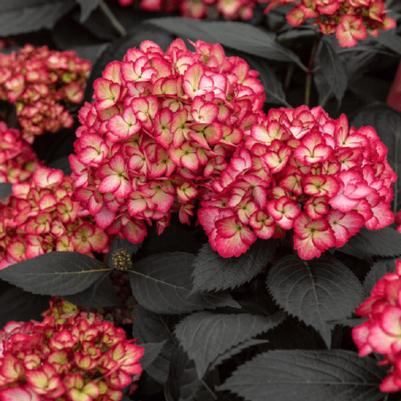 Hydrangea macrophylla Eclipse®