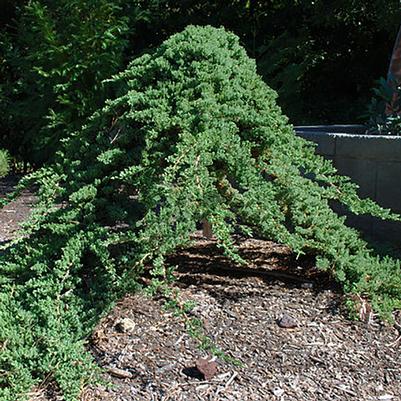 Juniperus procumbens Nana - Standard
