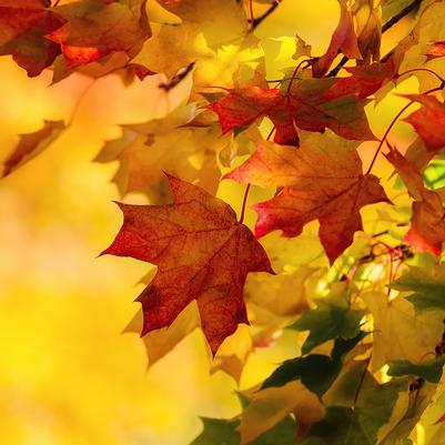 Acer saccharum Autumn Fest&reg;
