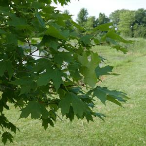 Acer saccharum Flashfire&reg;