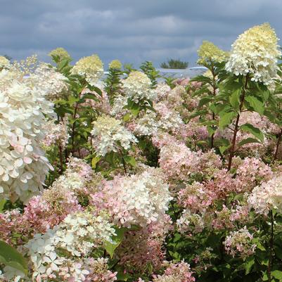 Hydrangea paniculata Phantom