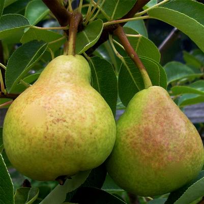 Pyrus communis Flemish Beauty