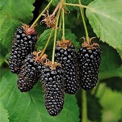 Rubus Columbia Giant