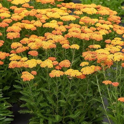 Achillea millefolium Skysail Yellow