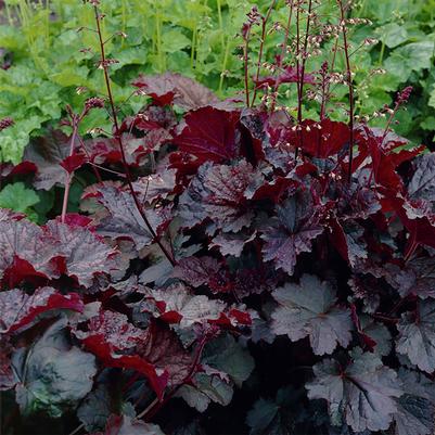 Heuchera micrantha Palace Purple