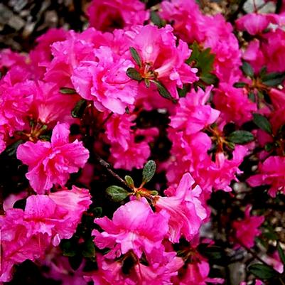 Rhododendron Petticoat