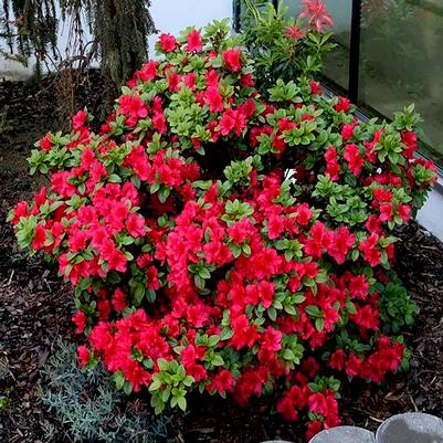 Rhododendron Red Demon