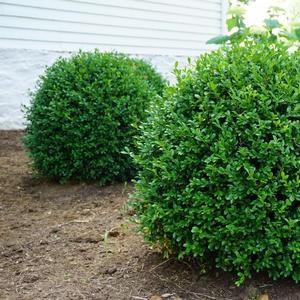 Buxus NewGen Independence&reg;