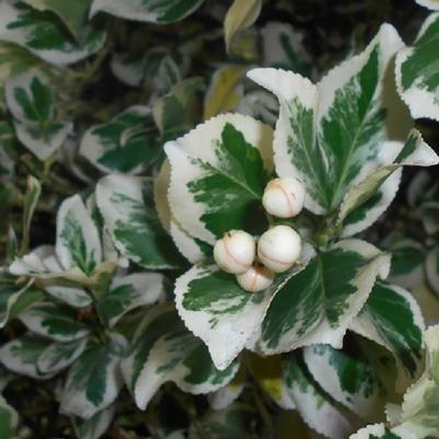 Euonymus japonicus Silver Queen