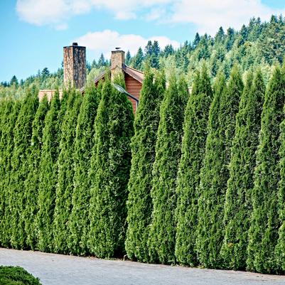Thuja occidentalis American Pillar