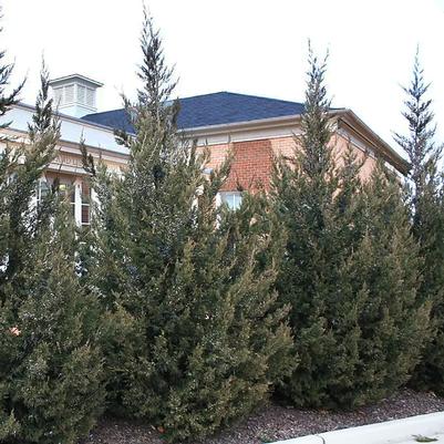 Juniperus chinensis Fairview