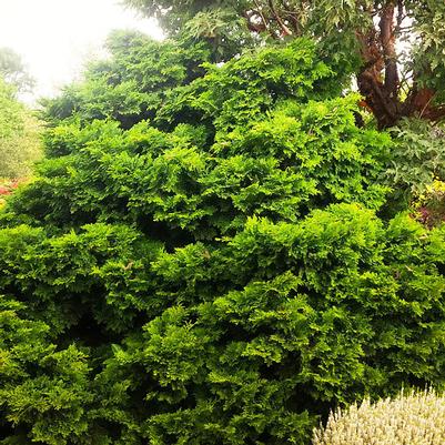 Chamaecyparis obtusa Split Rock