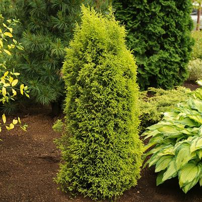 Juniperus communis Gold Cone