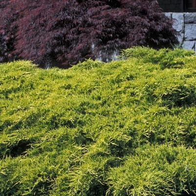 Juniperus chinensis Gold Coast®