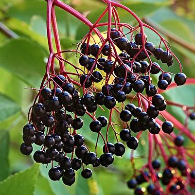 Sambucus canadensis Kent