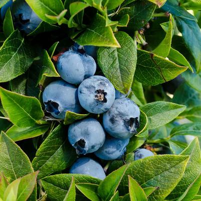 Vaccinium corymbosum Chandler