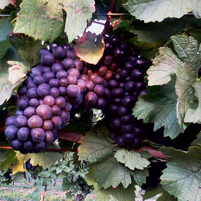 Vitis Baco Noir