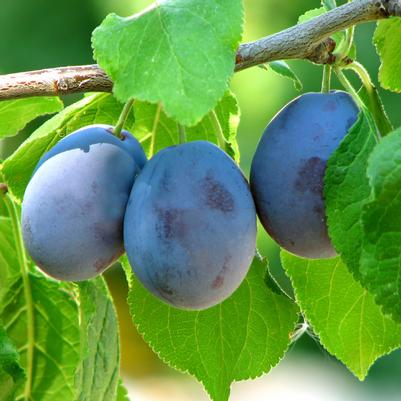 Prunus domestica Stanley