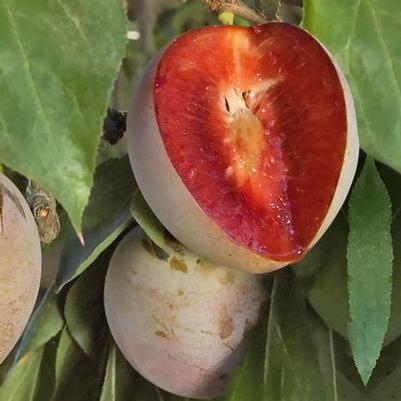 Prunus salicina Elephant Heart