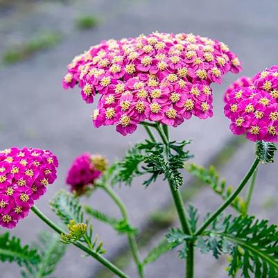Achillea millefolium Skysail Pink