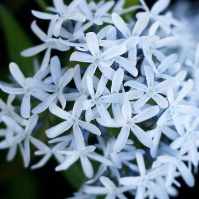 Amsonia Blue Ice