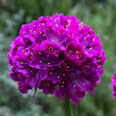 Armeria Dreameria&reg; Vivid Dream