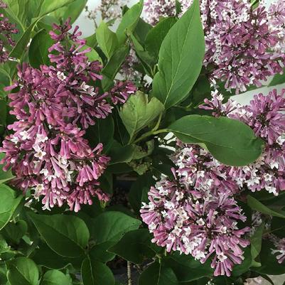 Syringa Little Lady™