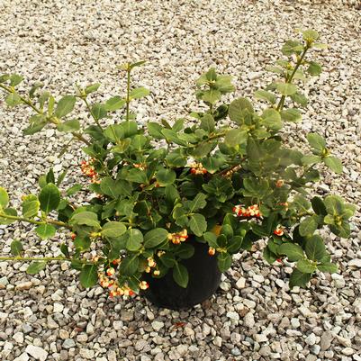 Euonymus fortunei Vegetus