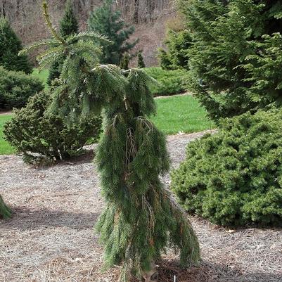 Picea omorika Pendula