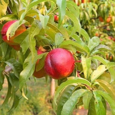 Prunus persica Harblaze