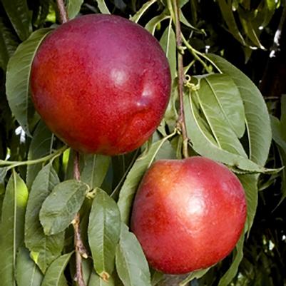 Prunus persica Honey Haven