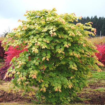 Acer japonicum Otaki