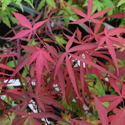 Acer palmatum Hubb's Red Willow