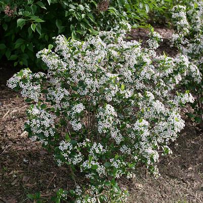 Aronia melanocarpa Low Scape Snowfire&reg;