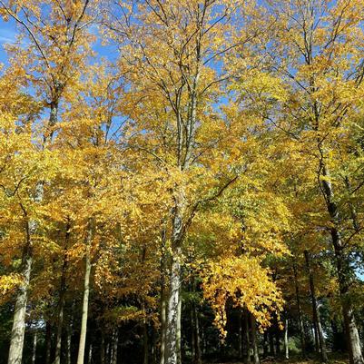 Betula lenta 