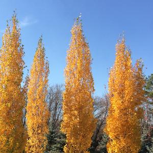 Betula platyphylla Parkland Pillar&reg;