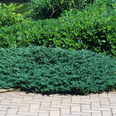 Juniperus horizontalis Blue Chip