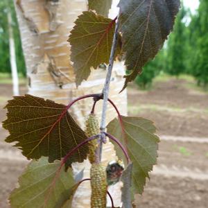 Betula Royal Frost&reg;
