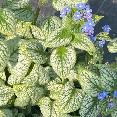 Brunnera macrophylla Permafrost
